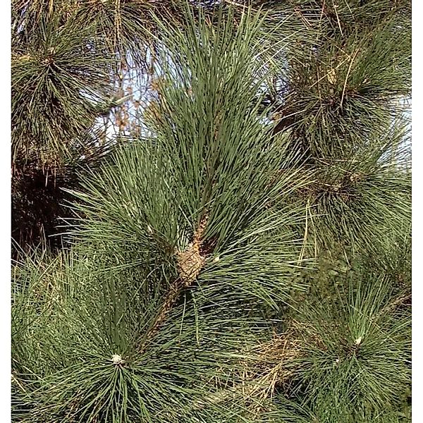 Zwerg-Schwarzkiefer Richard 40-50cm - Pinus nigra günstig online kaufen