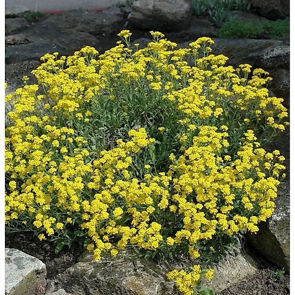 Steinkraut Goldkugel - Aurinia saxatile günstig online kaufen