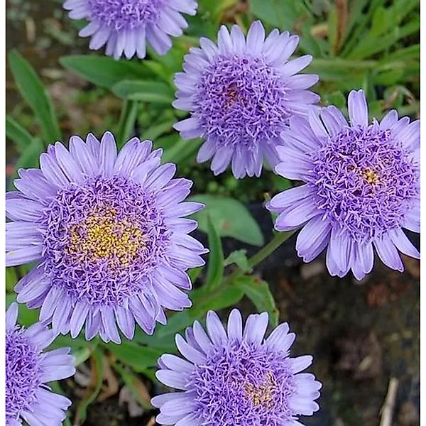 Alpenaster Sabine - Aster alpinus günstig online kaufen