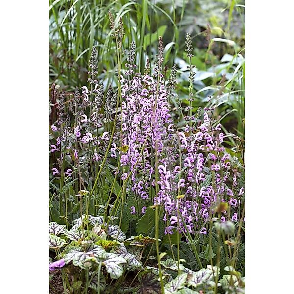 Salvia Pratensis Rose Rhapsody Wiesen Salbei Ca. 9x9 cm Topf günstig online kaufen