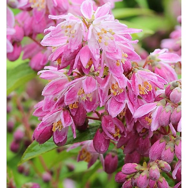 Rosendeutzie Strawberry Field 60-80cm - Deutzia hybrida günstig online kaufen