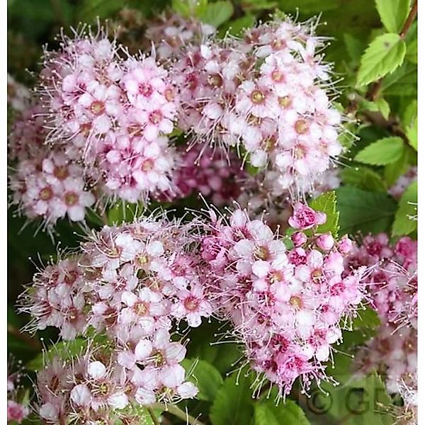 Rosa Zwerg Spiere Little Princess 20-30cm - Spiraea japonica günstig online kaufen