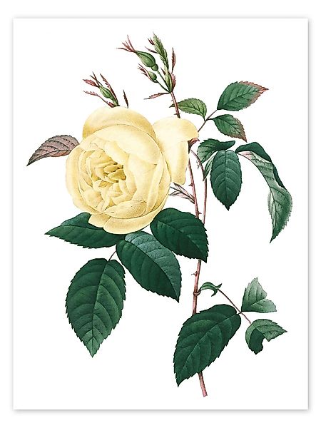 Posterlounge Wandbild Rosa indica, Pierre Joseph günstig online kaufen