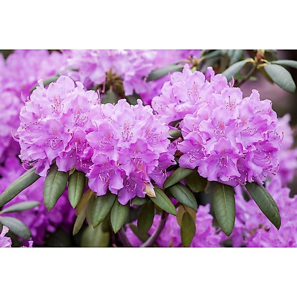 Rhododendron Roseum Elegans Rosa Blüten 40–50 cm günstig online kaufen