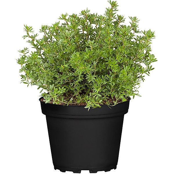 Fingerstrauch Rot Höhe ca. 20 - 30 cm Topf ca. 2,3 l Potentilla fructicosa günstig online kaufen