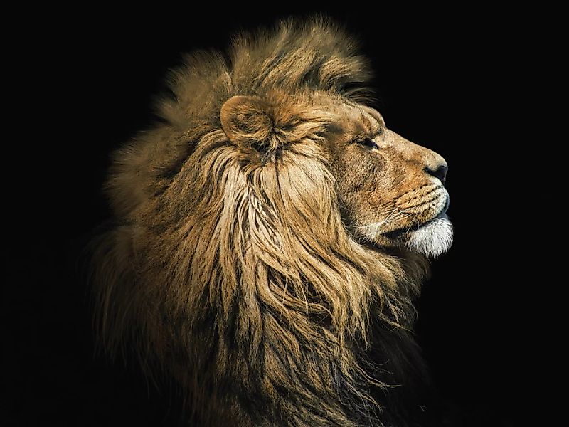 Euroart Glasbild Lion III günstig online kaufen