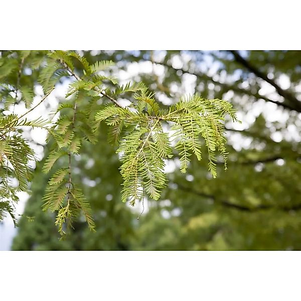 Metasequoia Glyptostroboides Urweltmammutbaum 150–175 cm günstig online kaufen