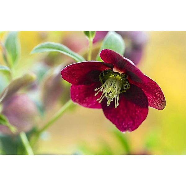 Helleborus X Orientalis Rot Lenzrose Ca. 9x9 cm Topf günstig online kaufen
