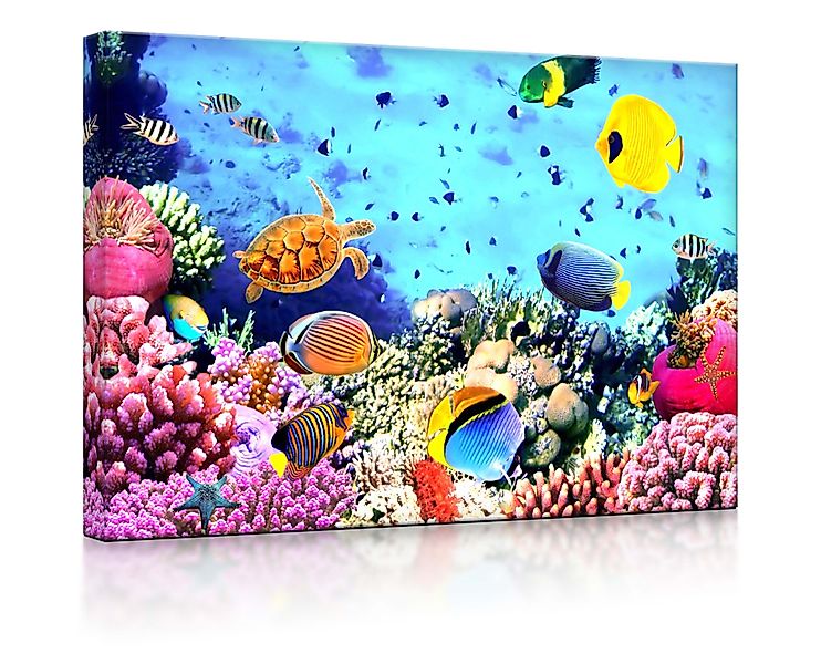lightbox-multicolor LED-Bild Bunte Fische über Korallenriff günstig online kaufen