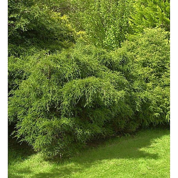 Zwergmooszypresse 15-20cm - Chamaecyparis pisifera günstig online kaufen