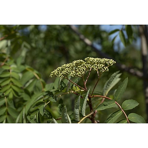 Sorbus Decora Kanadische Eberesche 125–150 cm günstig online kaufen