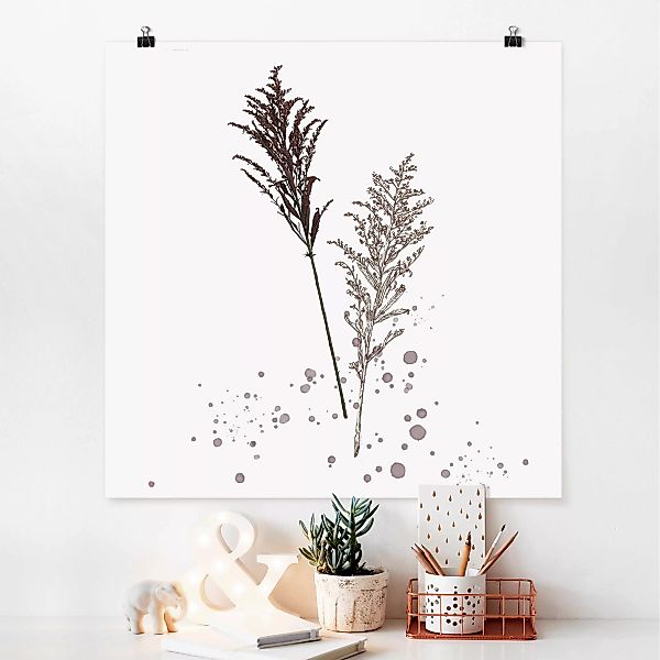 Poster Blumen - Quadrat Botanisches Aquarell - Schwingelschilf günstig online kaufen