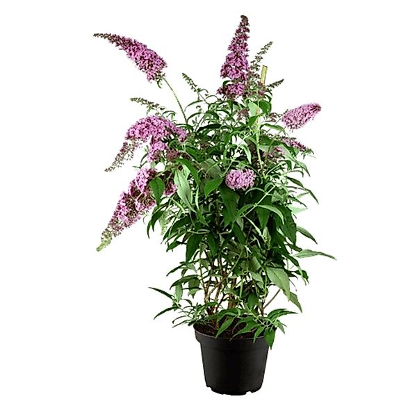 Buddleja Davidii Schmetterlingsstrauch Pink Delight 60-100 cm günstig online kaufen