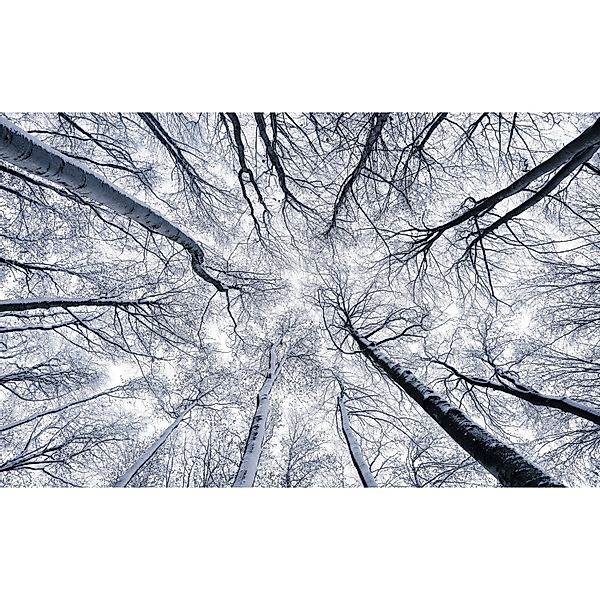 Komar Fototapete Vlies Up  400 x 250 cm günstig online kaufen