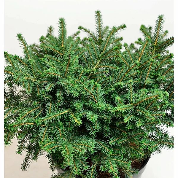 Serbische Kugelfichte Karel 25-30cm - Picea omorika Karel günstig online kaufen