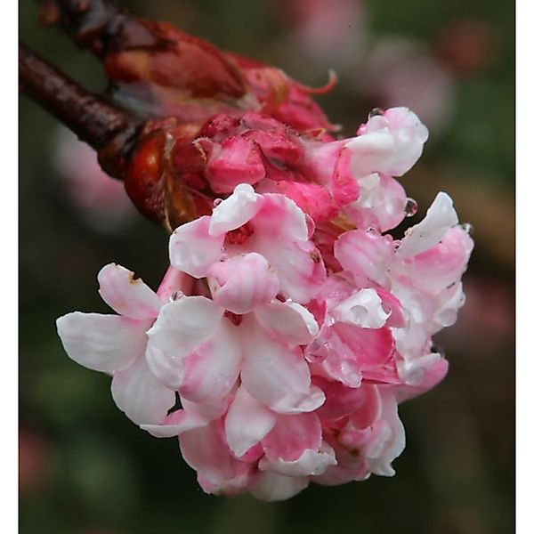 Winterschneeball Dawn 60-80cm - Viburnum bodnantense günstig online kaufen