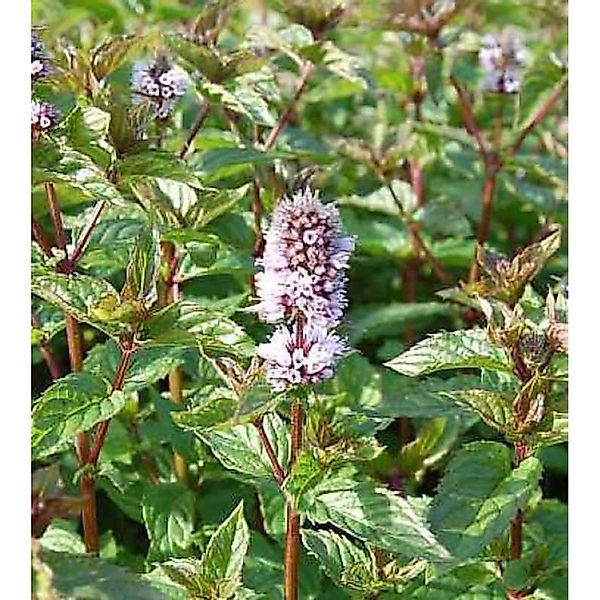 Pfefferminze - Mentha piperita günstig online kaufen