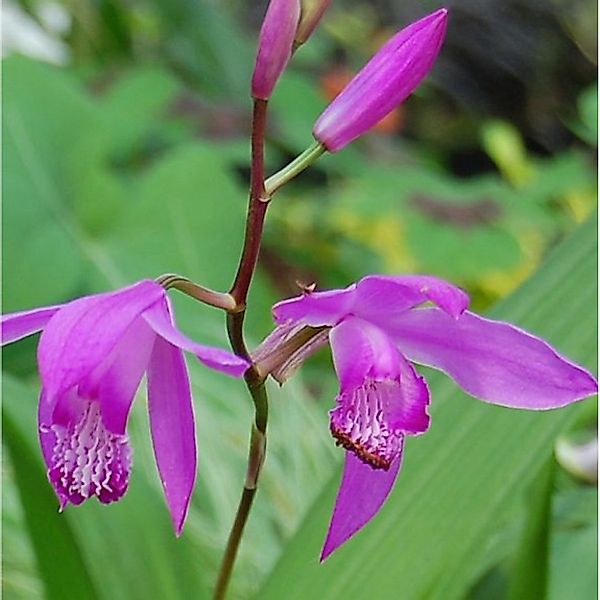 China Freiland Orchidee - Bletilla striata günstig online kaufen