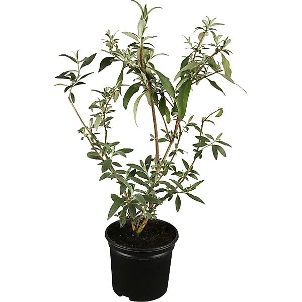 OBI Sommerflieder Rot Höhe ca. 10 - 20 cm Topf ca. 3, Buddleja günstig online kaufen