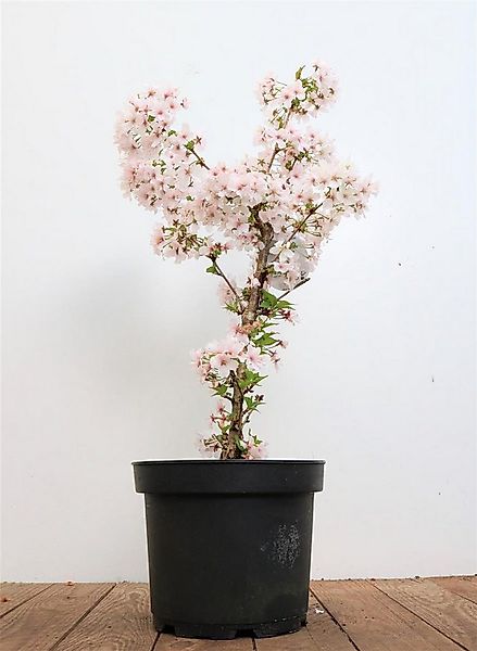 Pflanzen für Dich Gehölze Prunus incisa Mikinori, 1 St., Fuji-Kirsche, Zier günstig online kaufen