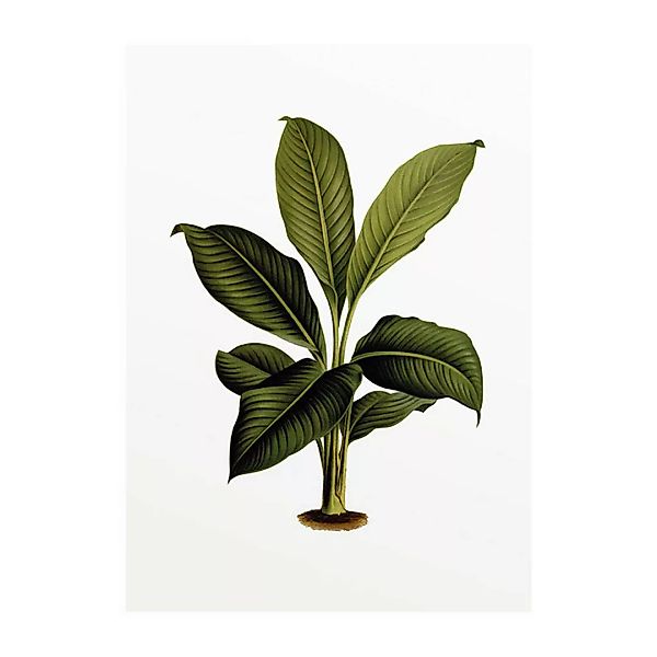 Komar Wandbild Elastica Leaf Pflanzen B/L: ca. 30x40 cm günstig online kaufen