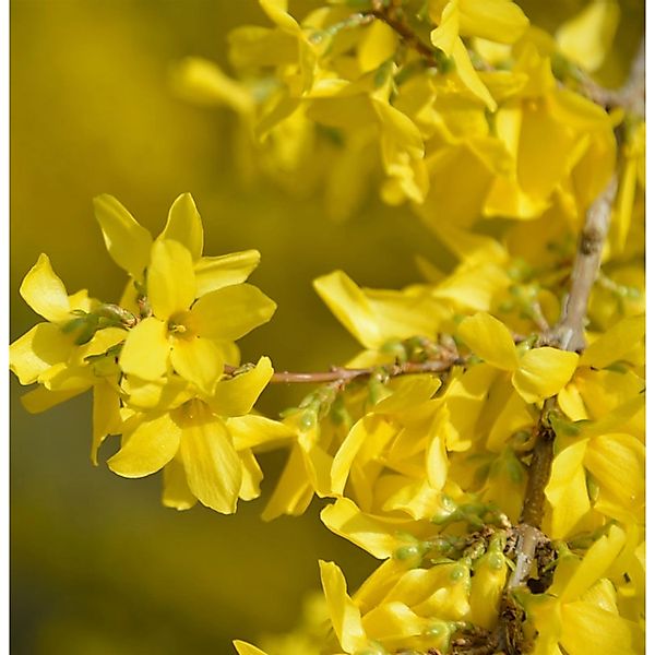 Forsythie Courtalyn 60-80cm - Forsythia intermedia günstig online kaufen