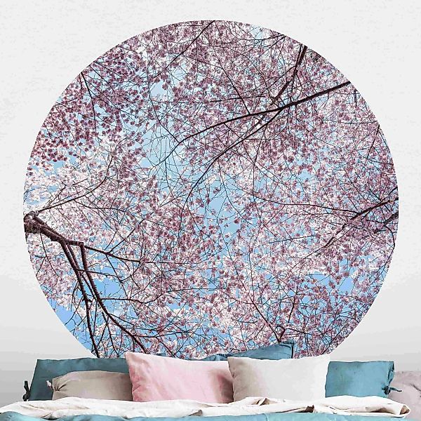 Runde Tapete selbstklebend Kirschblütenzweige vor blauem Himmel günstig online kaufen