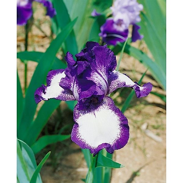 Iris X Barb.-Elat.'Going My Way' Schwertlilie Ca. 11x11 cm Topf günstig online kaufen