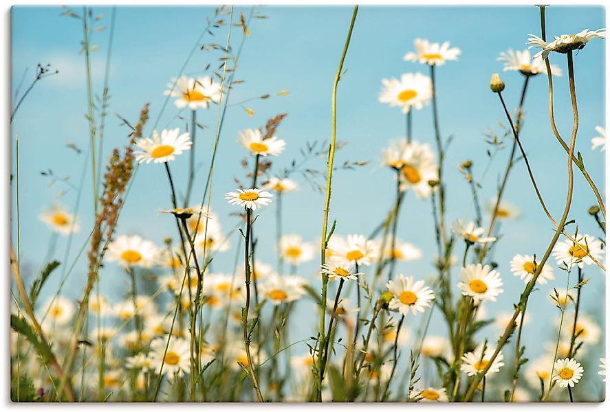 Artland Wandbild "Margeriten vor Sommer Himmel", Blumenbilder, (1 St.), als günstig online kaufen