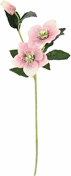 I.GE.A. Kunstblume "Christrose", Künstlich Seidenblumen, 5er Set günstig online kaufen