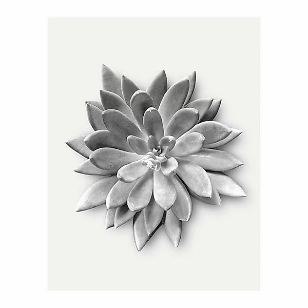 Komar Wandbild Succulent Agave Pflanzen B/L: ca. 40x50 cm günstig online kaufen