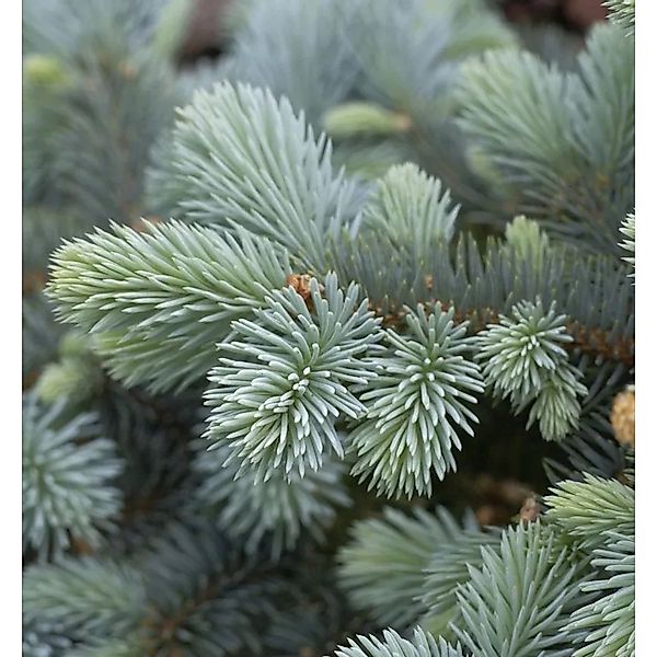 Hochstamm Zwergblaufichte 40-60cm - Picea pungens günstig online kaufen