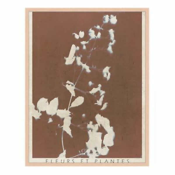 Any Image Wandbild Fleurs et Plantes beige Gr. 60 x 80 günstig online kaufen
