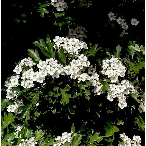 Hochstamm Kugel Zwerg Weißdorn 60-80cm - Crataegus monogyna günstig online kaufen