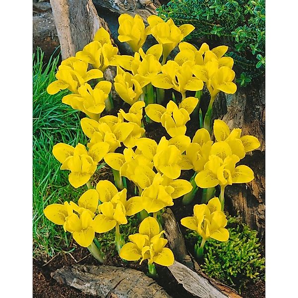 Iris Danfordiae Zwergiris Ca. 9x9 cm Topf günstig online kaufen