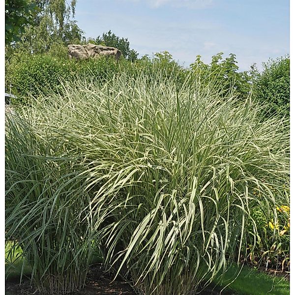 Chinaschilf Rigoletto - XXXL Topf - Miscanthus sinensis günstig online kaufen