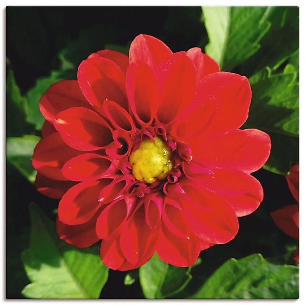 Artland Leinwandbild »Rote Dahlienblüte«, Blumen, (1 St.), auf Keilrahmen g günstig online kaufen