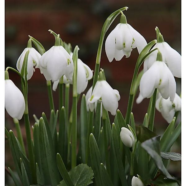 Märzenbecher - Leucojum vernum günstig online kaufen