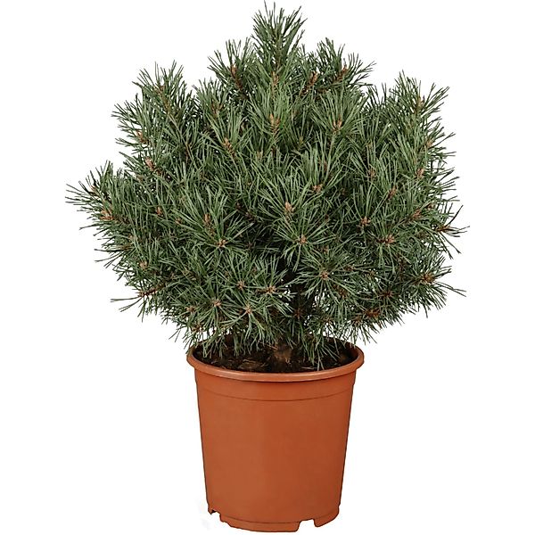 OBI Zwergkiefer Benjamin Höhe ca. 20 - 30 cm Topf ca. 4,6 l Pinus mugo günstig online kaufen