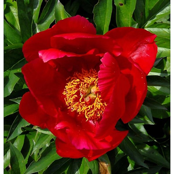 Edelpfingstrose Blaze - Paeonia lactiflora günstig online kaufen