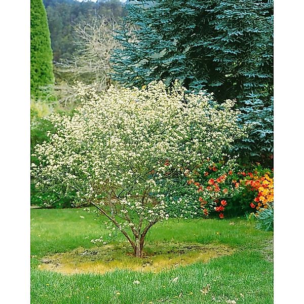 Aronia Arbutifolia Rote Apfelbeere 60–100 Cm Dekorative Früchte günstig online kaufen
