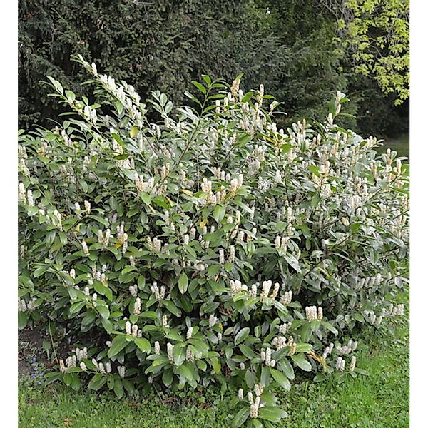 Zwerglorbeerkirsche Piri 30-40cm - Prunus laurocerasus günstig online kaufen