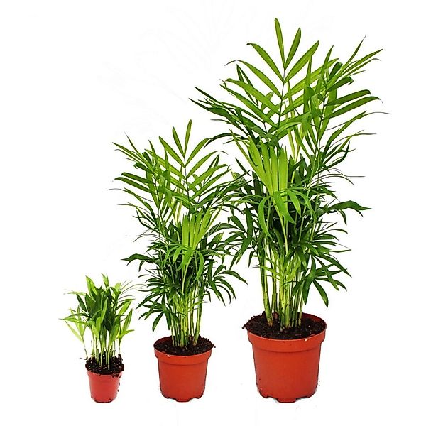 Exotenherz Zimmerpflanze Zimmerpflanzen-Trio Set mit 3 Chamaedorea-Pflanzen günstig online kaufen