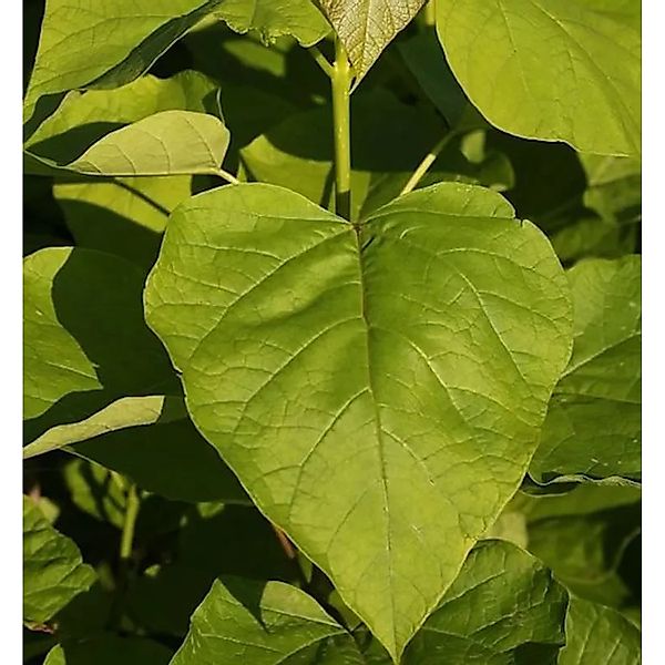 Gelber Trompetenbaum 80-100cm - Catalpa bignonioides günstig online kaufen