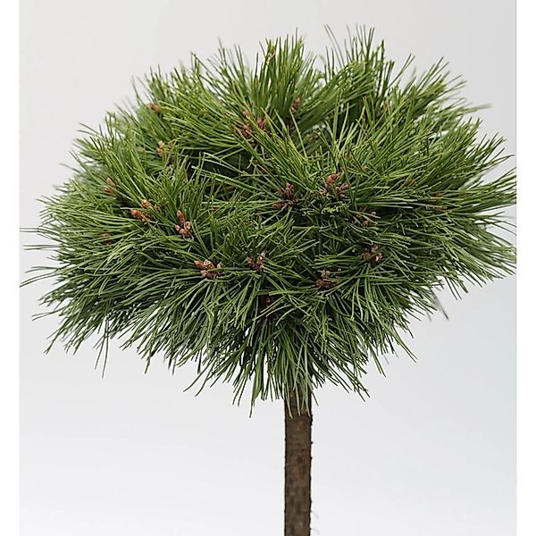 Hochstamm Kompakte Kugelkiefer Varella 40-60cm - Pinus mugo Varella günstig online kaufen