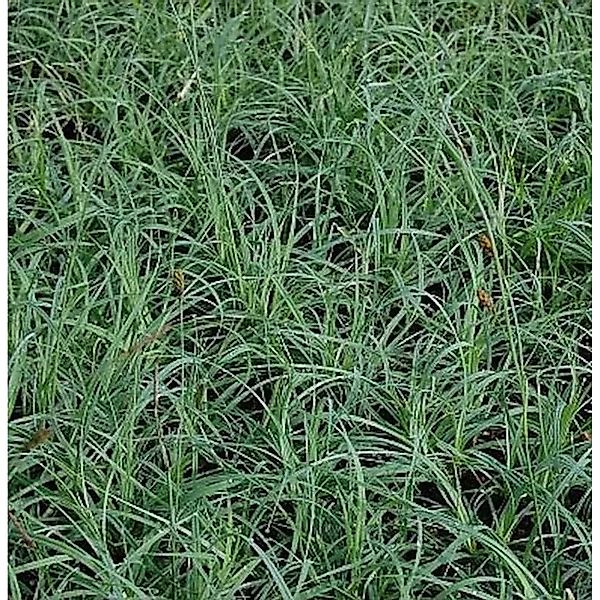 Blaugrüne Segge Blue Zinger - Carex flacca günstig online kaufen