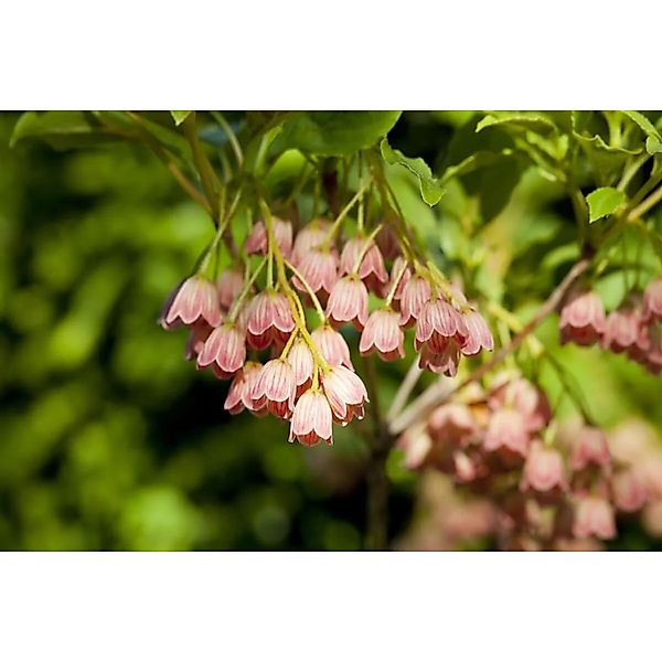 Enkianthus Campanulatus Japanischer Glockenstrauch 80–100 cm günstig online kaufen
