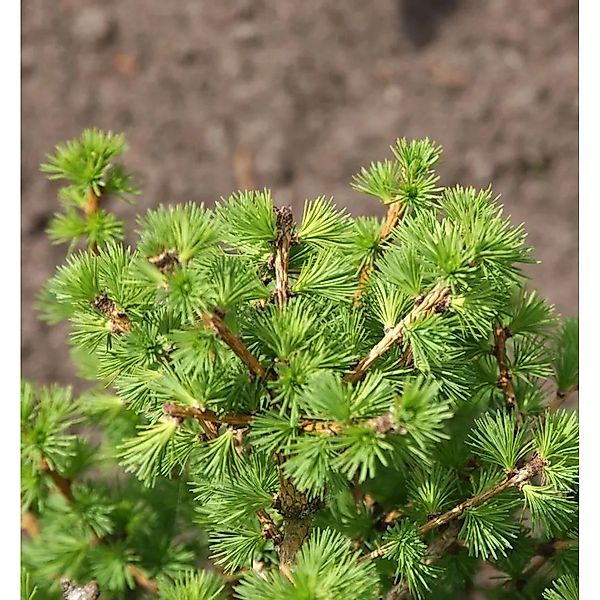 Hochstamm Ostamerikanische Lärche 80-100cm - Larix,aricina günstig online kaufen
