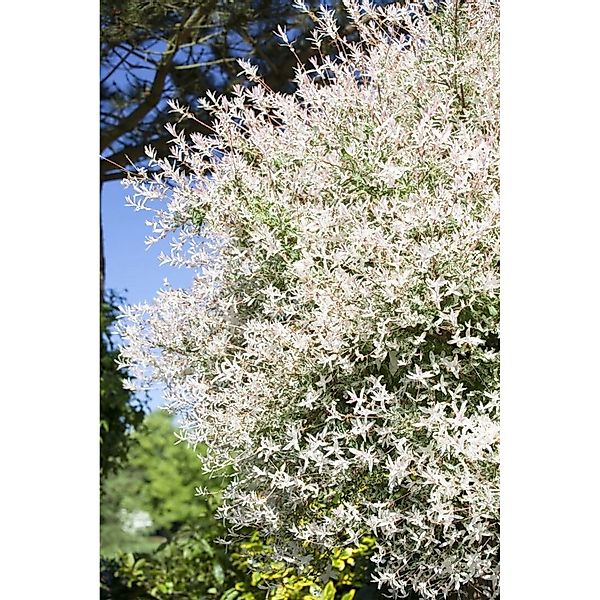 Salix Integra Hakuro Nishiki Harlekinweide Rosa-Weiß 125 cm Stammhöhe günstig online kaufen