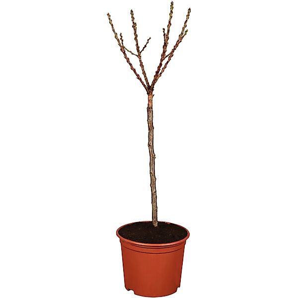 GROW by OBI Bio Roter Weinbergpfirsich Höhe ca. 100 - 120 cm Topf ca. 7 l günstig online kaufen